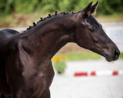 dressage horse Moonlight Diamond (Oldenburg, 2021, from DSP Meridian)