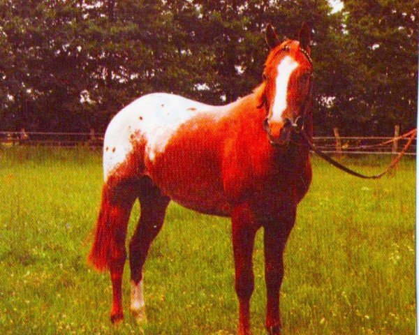 stallion Sunny Be Zip (Appaloosa, 1989, from Rustler's Gold)