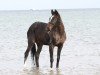 broodmare Wheela (Hanoverian, 2001, from Woronow)
