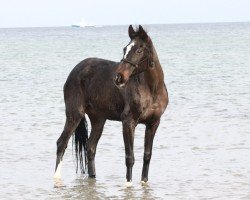 broodmare Wheela (Hanoverian, 2001, from Woronow)