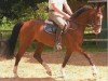 Springpferd Armani B (Westfale, 2006, von Aletto)