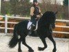 horse Yerke van de Wiske Hoeve (Friese, 2007, from Doaitsen 420)