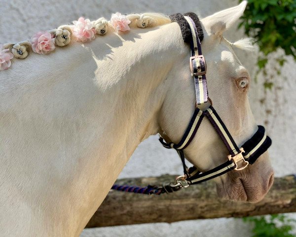 Dressurpferd Fair Play 197 (Deutsches Reitpony, 2013, von Falsario de Color)