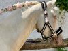 dressage horse Fair Play 197 (German Riding Pony, 2013, from Falsario de Color)