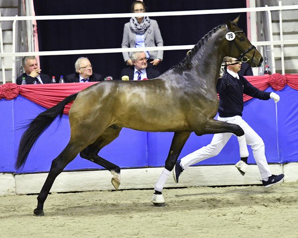 stallion Blue Hors Zackerey (Danish Warmblood, 2014, from Zack)