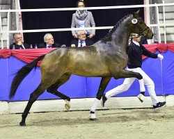 stallion Blue Hors Zackerey (Danish Warmblood, 2014, from Zack)