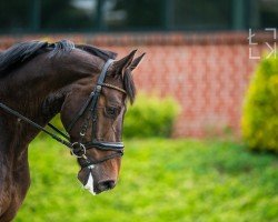 dressage horse Gauguin 17 (Polish Warmblood, 2013, from Ron William)