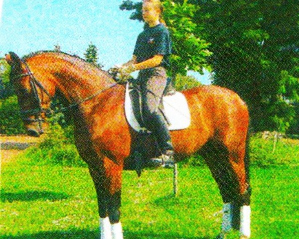 Pferd Goofy 72 (Hannoveraner,  , von Golfstrom II)