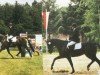 Zuchtstute Quandira (Oldenburger, 2002, von Quando-Quando)