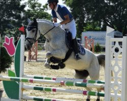 dressage horse Pinguine Db (Westphalian, 2009, from Pascavello)