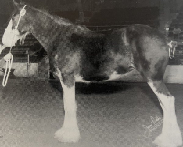 broodmare Armageddon's Mistress Scheherazade (Clydesdale, 1997, from Broadlea Classic Joe)