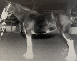 broodmare Armageddon's Mistress Scheherazade (Clydesdale, 1997, from Broadlea Classic Joe)