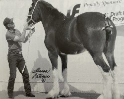 Zuchtstute Triad's Wildcard (Clydesdale, 1996, von Ayton Perfection)