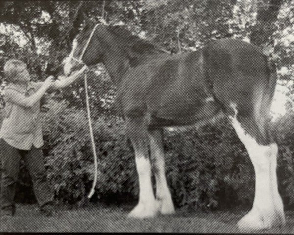 broodmare Joseph Lake's Peppermint Patty (Clydesdale, 1998, from Millisle Charlie Brown)