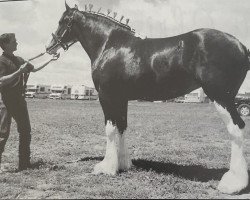 Zuchtstute Balmoral's Belleau April Fool (Clydesdale, 1996, von Ozark's Belleau Jud)