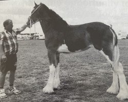 Zuchtstute Carson's Queen of Hearts (Clydesdale, 1998, von Belleau W.S. Marble)