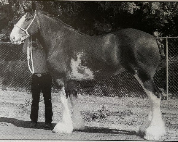 broodmare Green Leaf Summer Fashion (Clydesdale, 1991, from Torrs King O'Galloway)