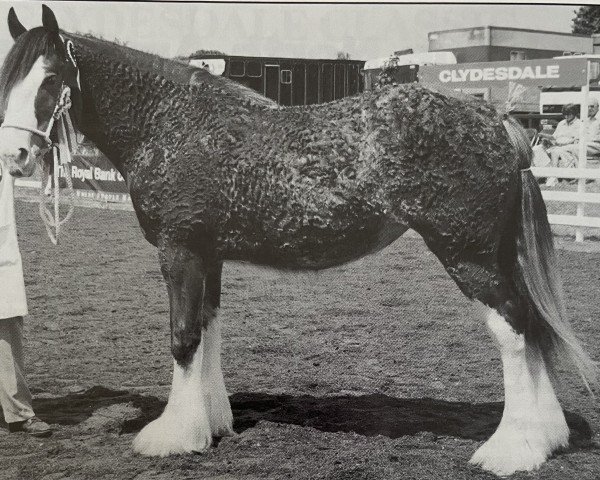 broodmare Boat Charlene Perfection (Clydesdale, 1997, from Millisle Perfection)