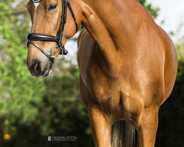 dressage horse Godot Ssf (Royal Warmblood Studbook of the Netherlands (KWPN), 2011, from UB 40)