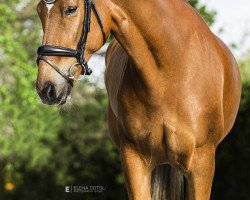 dressage horse Godot Ssf (KWPN (Royal Dutch Sporthorse), 2011, from UB 40)