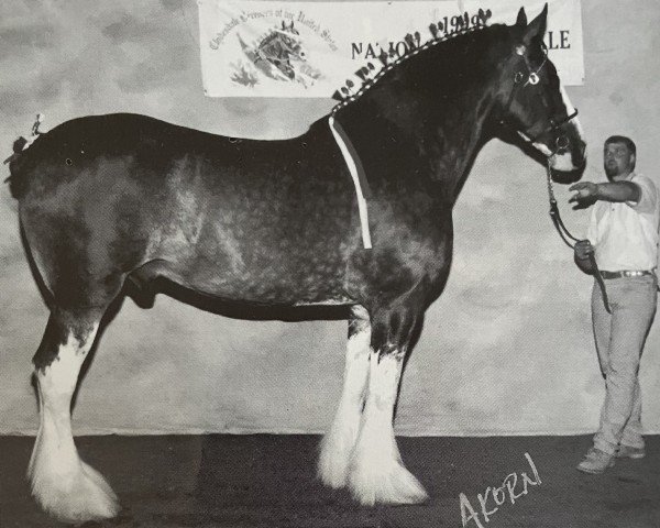 horse Farrellawn Rocket (Clydesdale, 1991, from Castle Commander)