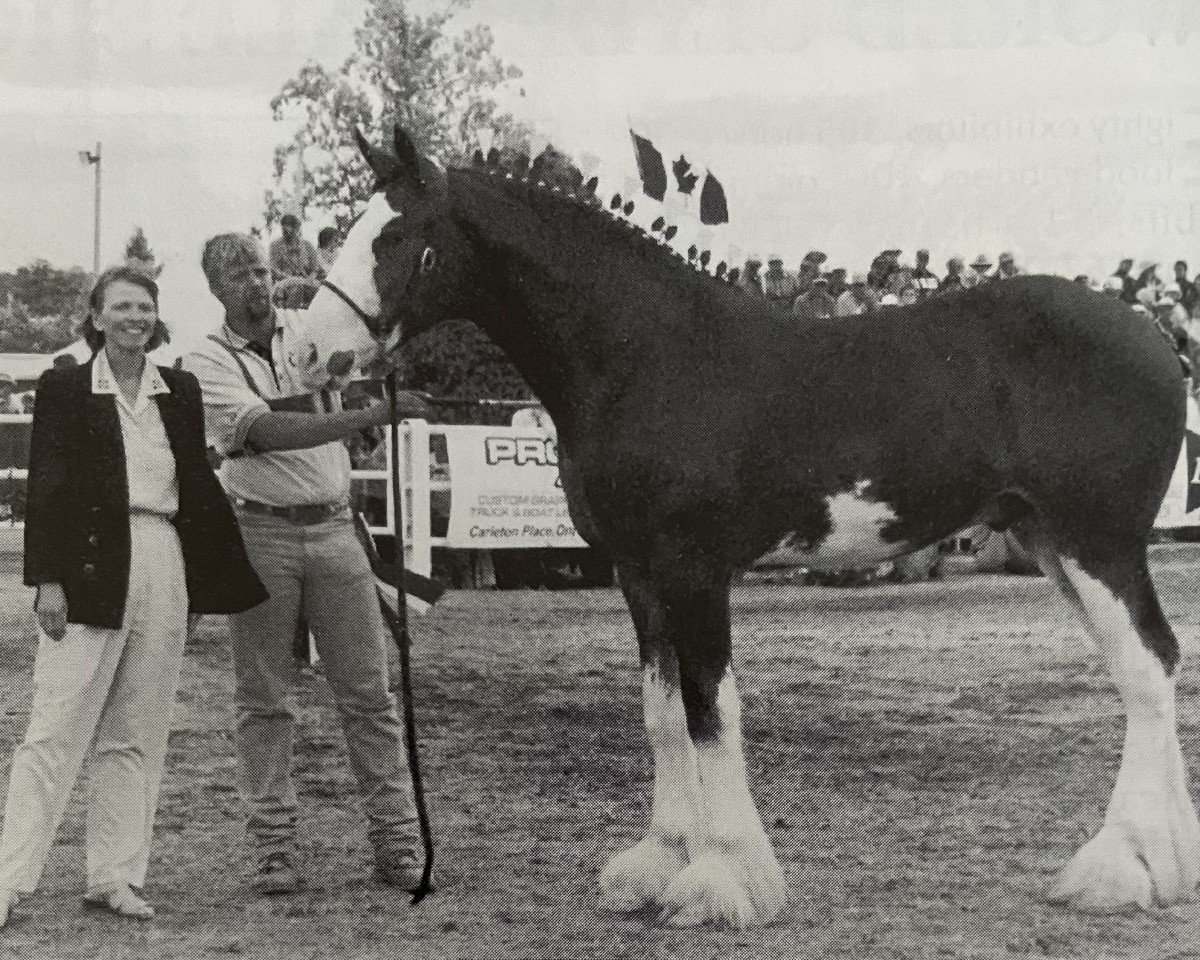 horse 2S Sir Barnabus (Clydesdale, 1998, from Armageddon's Lord Elijah)