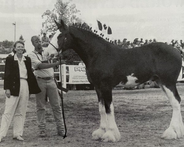 horse 2S Sir Barnabus (Clydesdale, 1998, from Armageddon's Lord Elijah)