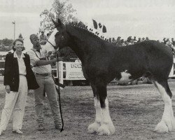 horse 2S Sir Barnabus (Clydesdale, 1998, from Armageddon's Lord Elijah)