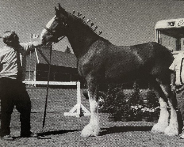Pferd Smoking Joe (Clydesdale, 1997, von Roughlands Majesty)