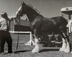 horse Smoking Joe (Clydesdale, 1997, from Roughlands Majesty)