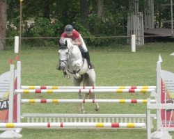 jumper Pinot Blanc (Swedish Warmblood, 2006, from Padinus)