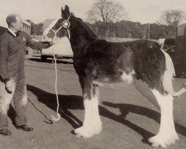 Deckhengst Doura Bankend Castle (Clydesdale, 1999, von Greendykes Chancer)