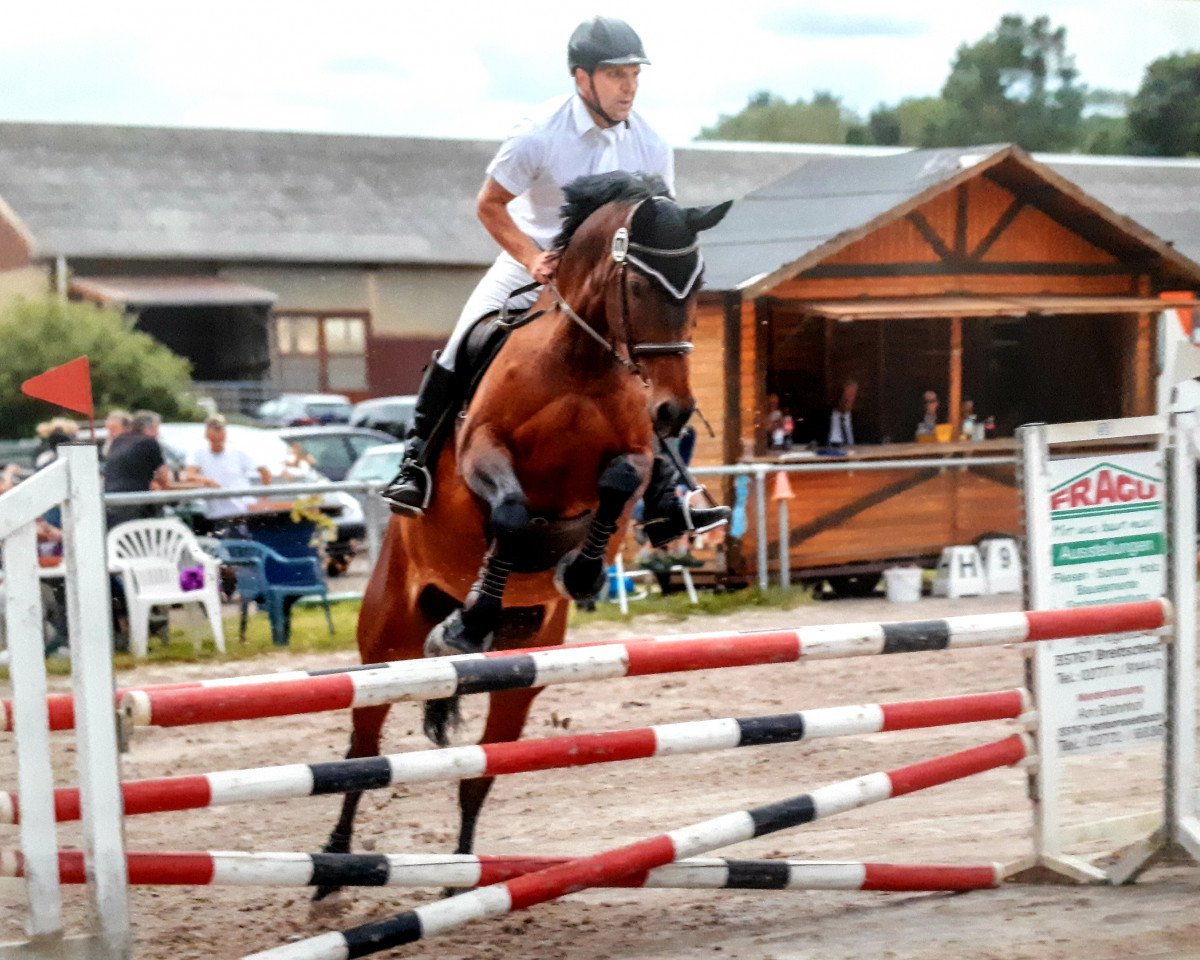 jumper Gloria 542 (Oldenburg show jumper, 2008, from Giorgio)