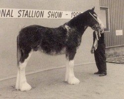 Deckhengst Fordelhill Gazza (Clydesdale, 1997, von Greendykes Lucky Shot)