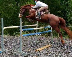 stallion Jarillo (Spanish Sport Horse,  , from Lord)