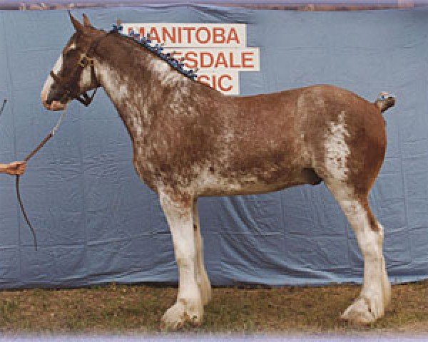 horse Mac (Clydesdale, 1993, from Live Oak Commander)