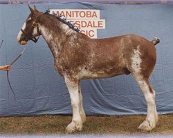 horse Mac (Clydesdale, 1993, from Live Oak Commander)