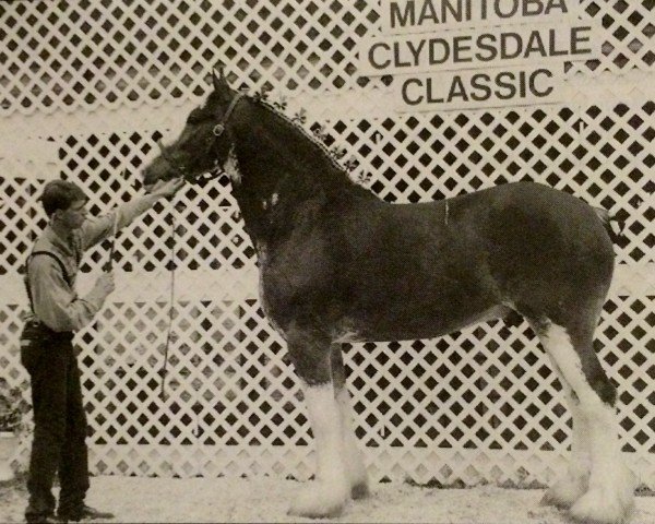 Pferd Tim (Clydesdale, 1993, von Croydon Aristocrat)