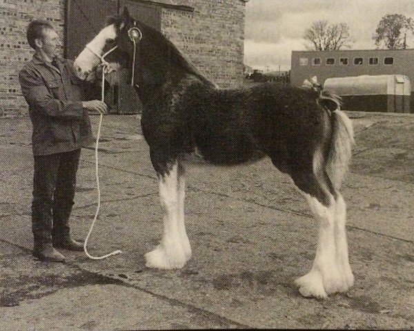 broodmare Kirkhouse Merry May (Clydesdale, 1997, from Millisle Perfection)