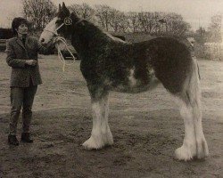 broodmare Sunnyside Sophie (Clydesdale, 1997, from Doura Sir Charles)