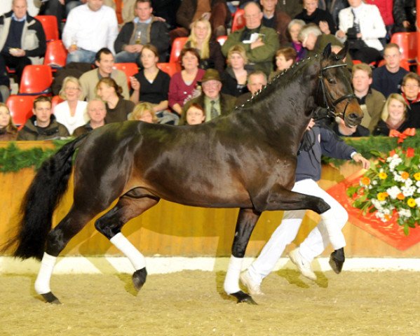 stallion Rockefeller (Oldenburg, 2005, from Rohdiamant)
