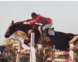 Deckhengst Jexico du park (Selle Français,  , von Mexico)