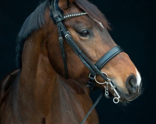 dressage horse Wild Cat (Oldenburg, 2012, from Fürst Romancier)