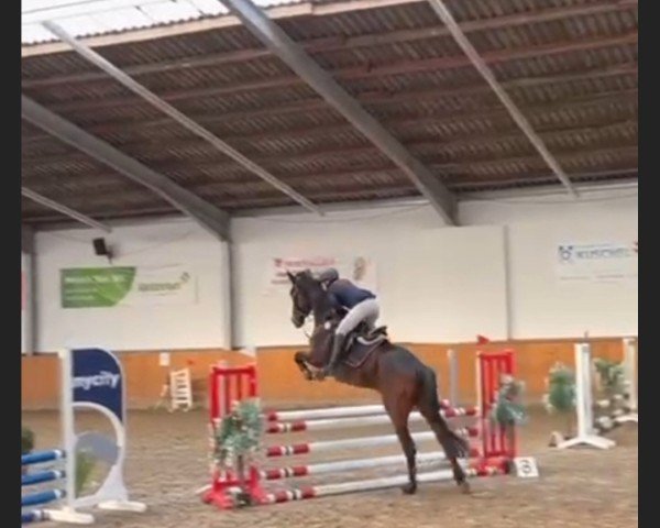 broodmare Destiny Saina M (German Sport Horse, 2021, from DSP de Sandro)