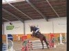 broodmare Destiny Saina M (German Sport Horse, 2021, from DSP de Sandro)