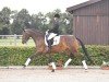 dressage horse Senorita du Soir (German Sport Horse, 2016, from Honoré du Soir)