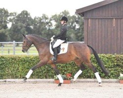 dressage horse Senorita du Soir (German Sport Horse, 2016, from Honoré du Soir)