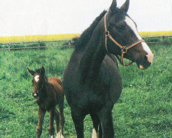 Zuchtstute Cantara (Trakehner, 1990, von Timber)