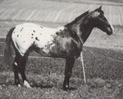 stallion Horse of Geronimo (Appaloosa, 1978, from Apache Applesauce)