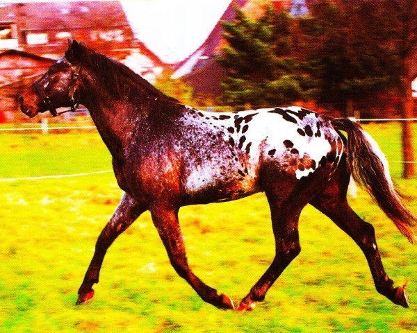 horse Someday Star (Appaloosa, 1986, from Prince Twist)